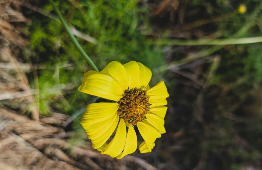 Coastal bush sunflower, Encelia californica, at Torrey Pines.