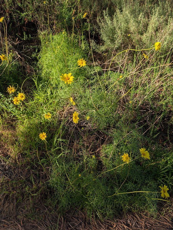 Coreopsis tickseed yellow wildflower at Torrey Pines Extension.