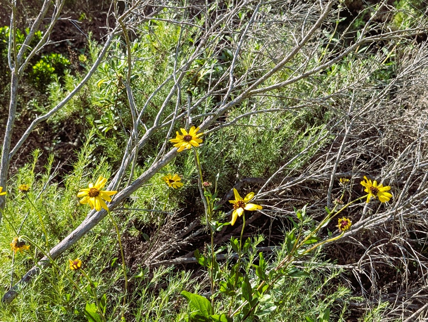 Encelia californica California brittlebush in bloom at Torrey Pines.