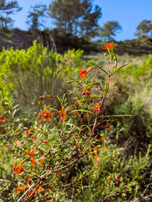 Epilobium canum California fuchsia flowers at Torrey Pines.