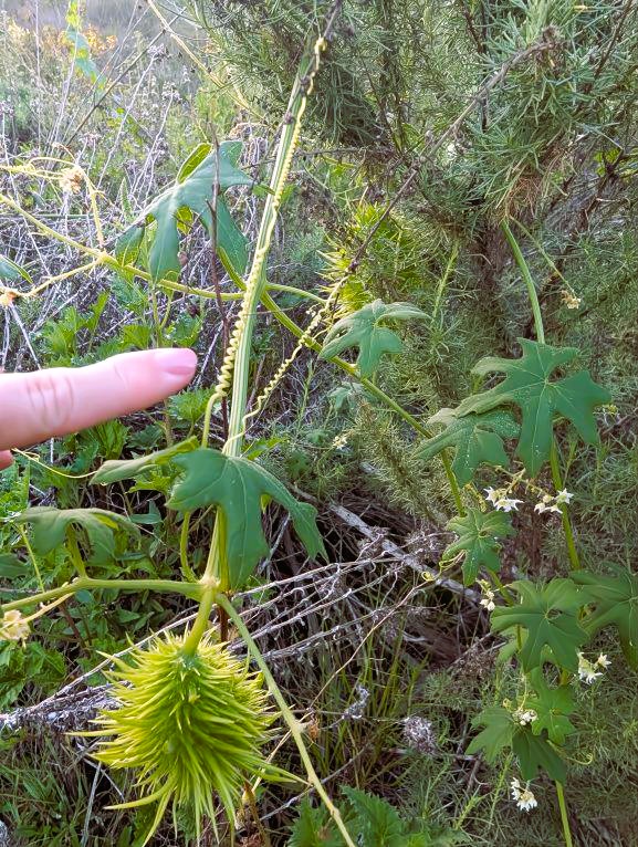 Manroot vine at Torrey Pines Extension.