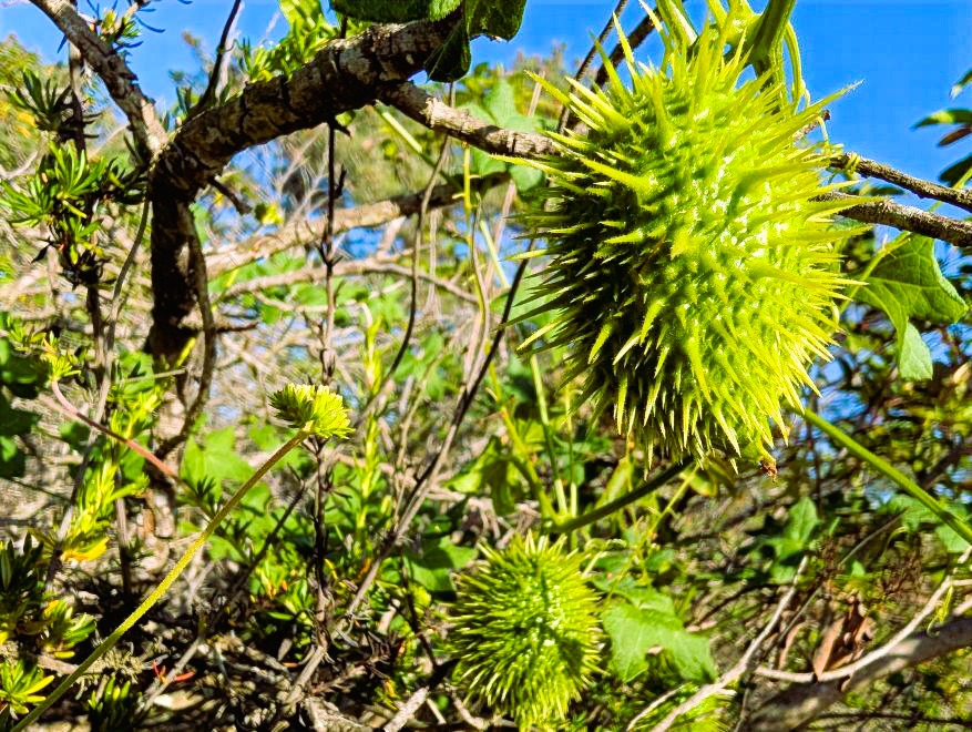 Close-up of spiky Marah macrocarpa wild cucumber fruit at Torrey Pines.