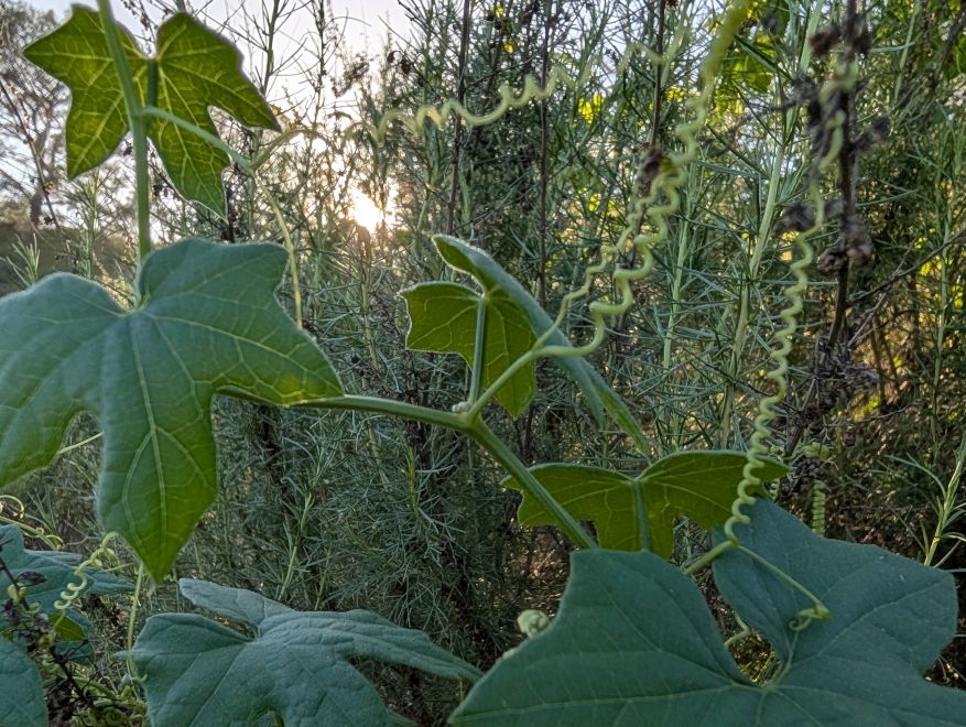 Marah macrocarpa manroot wild cucumber vine and leaves at Torrey Pines.
