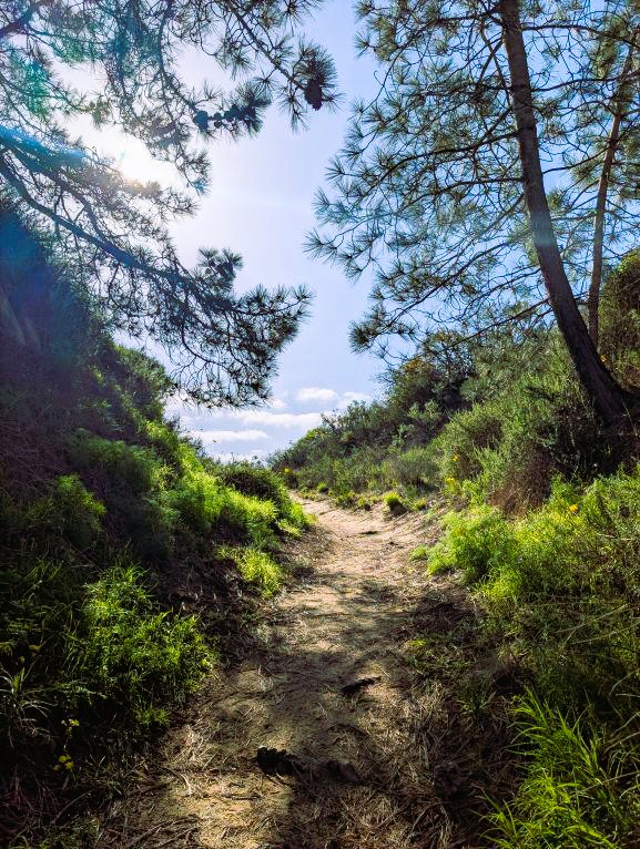 A gorgeous winding path at Torrey Pines Extension leading over the hill toward the ocean.