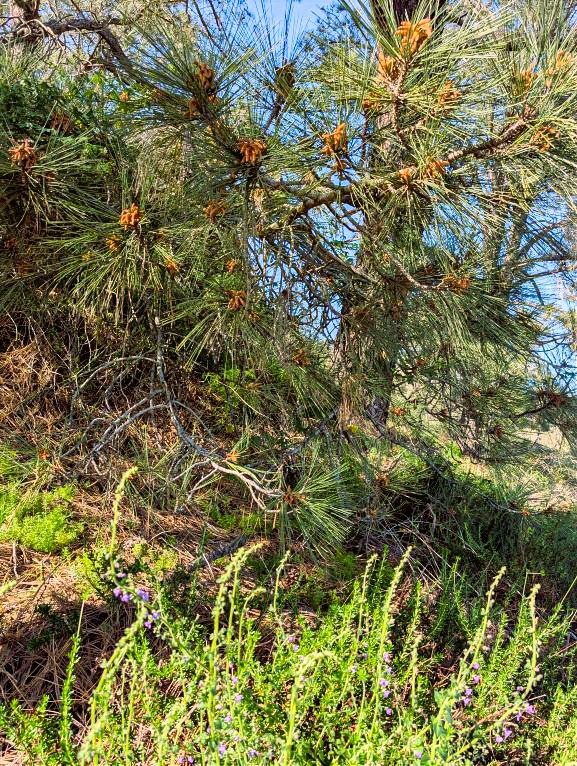 Penstemon heterophyllus foothill penstemon with a Torrey pine tree at Torrey Pines.