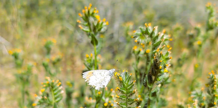 Sara orangetip butterfly on common fiddleneck, Amsinckia intermedia, at Torrey Pines.