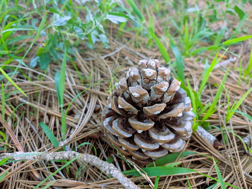 Torrey pine cone up close.