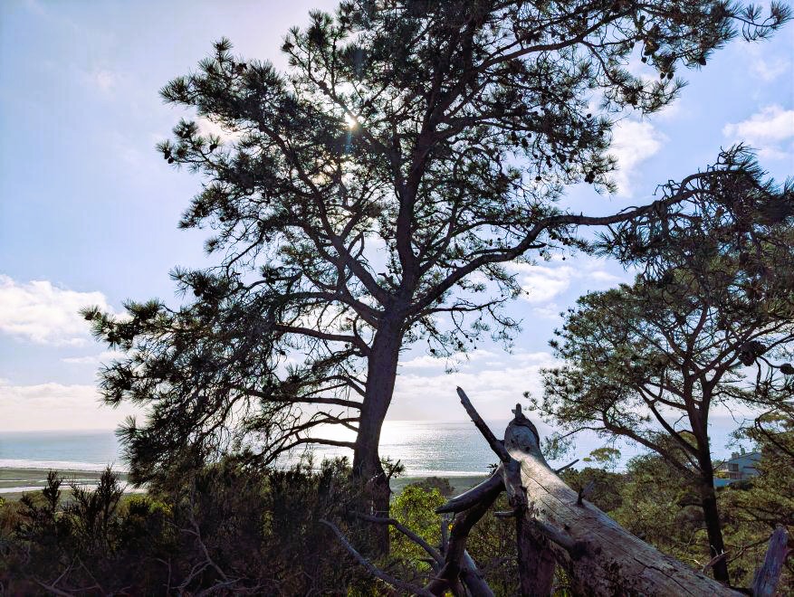 Torrey pine tree with the Pacific Ocean in the background.