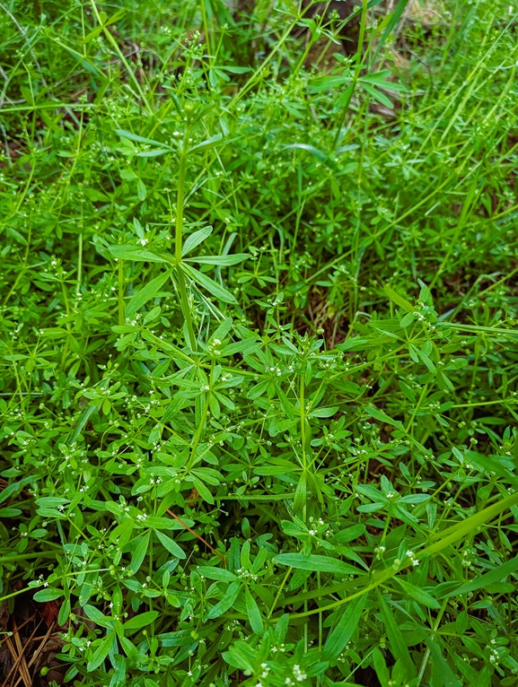 A hillside covered in cleavers.